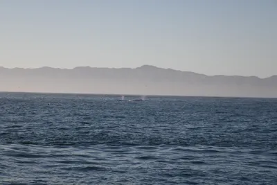 DSC_6638 (Large).JPG